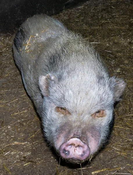 Varken zwijnen varkens boerderij — Stockfoto