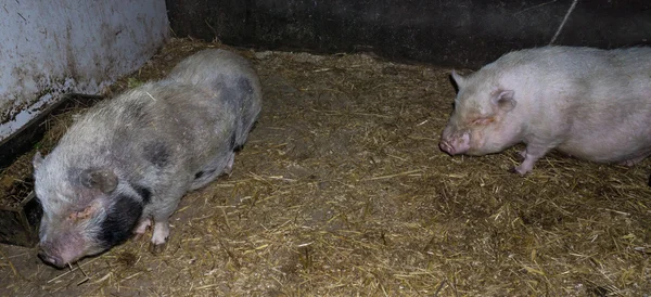 Свинячий кабан свиняча ферма — стокове фото