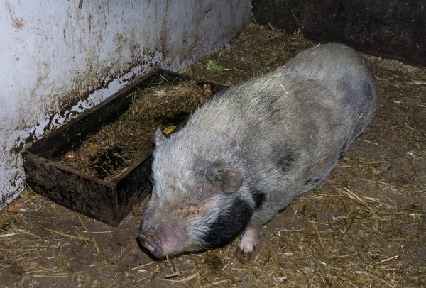 Domuz domuz domuz çiftliği — Stok fotoğraf