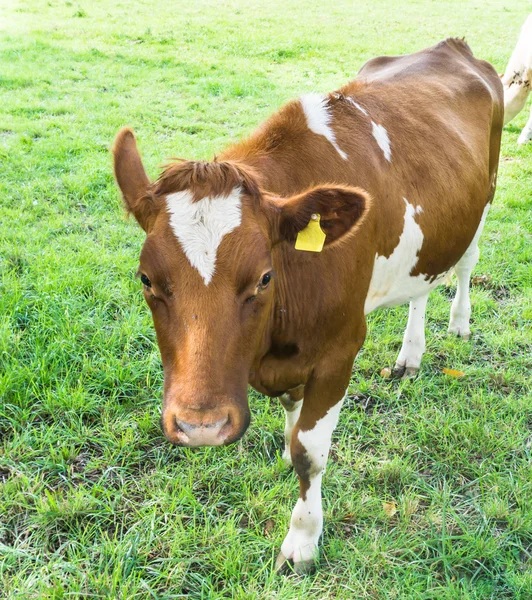 Cow grazing on a green field — Stock Photo, Image