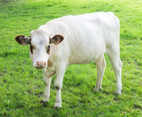 緑の野原に放牧牛 — ストック写真