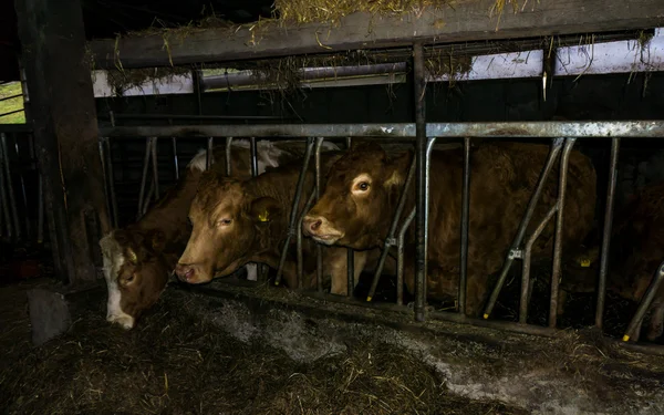 Αγελαδινού αγρόκτημα παραγωγής γαλακτοκομικών προϊόντων — Φωτογραφία Αρχείου