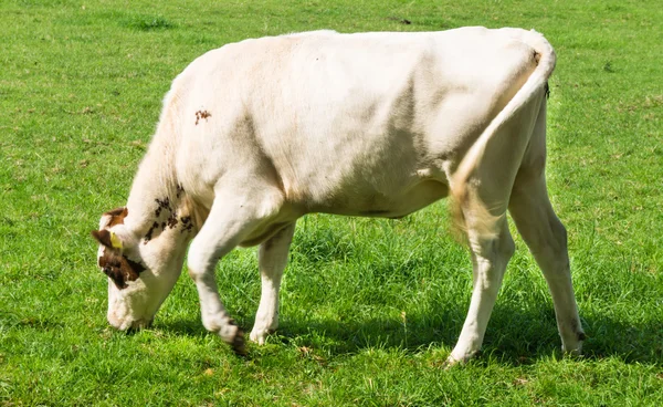 Vaca pastando em um campo verde — Fotografia de Stock
