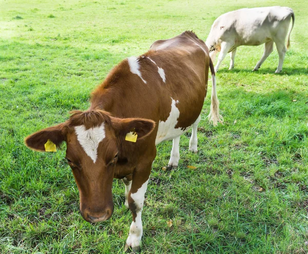 Vaca pastando em um campo verde — Fotografia de Stock