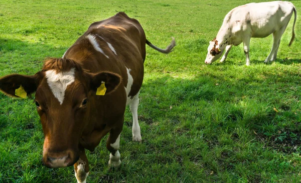 Vaca pastando em um campo verde — Fotografia de Stock