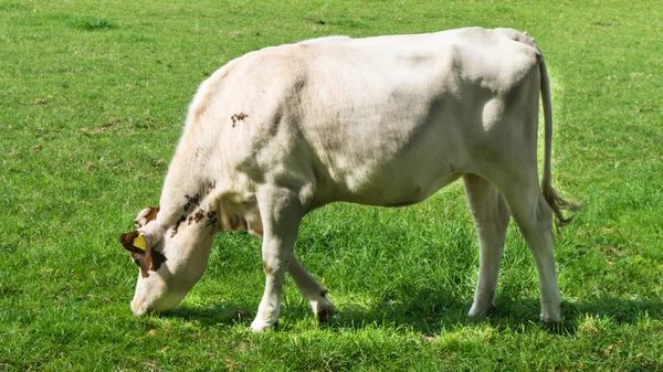 Zöld mezőn legelésző tehén — Stock Fotó