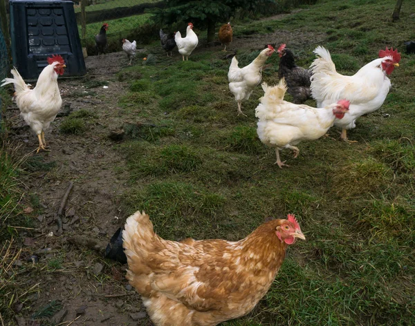 Free-range chiken. hens cock — Stock Photo, Image