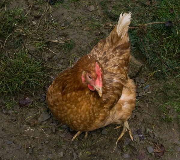 放し飼いニワトリ。鶏のコック — ストック写真