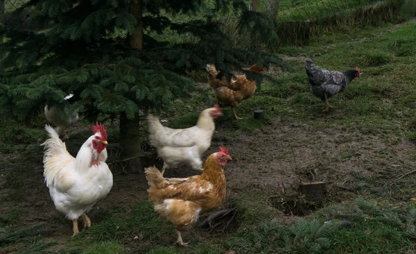 Free-range chiken. hens cock — Stock Photo, Image