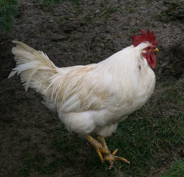 Chiken de alcance livre. galo galinhas — Fotografia de Stock