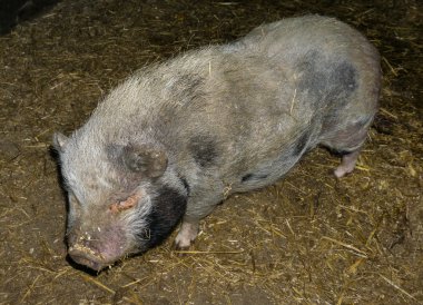 büyük domuz domuz Hayvancılık