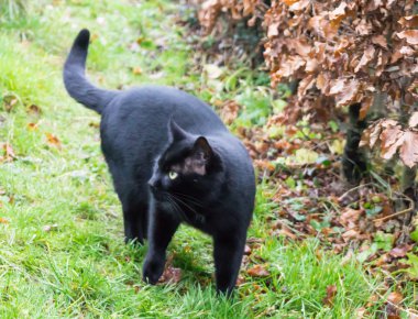 Kara kedi evcil hayvan