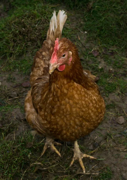 鶏フェア ファーム フリー ランニングします。コック — ストック写真