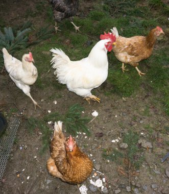 ekmek arası tavuk. tavuk horoz