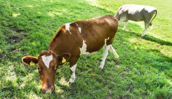 Vaca pastando en un campo verde —  Fotos de Stock