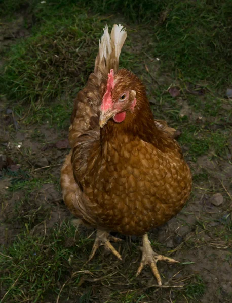 Hens fair farm free running. cock — Stock Photo, Image