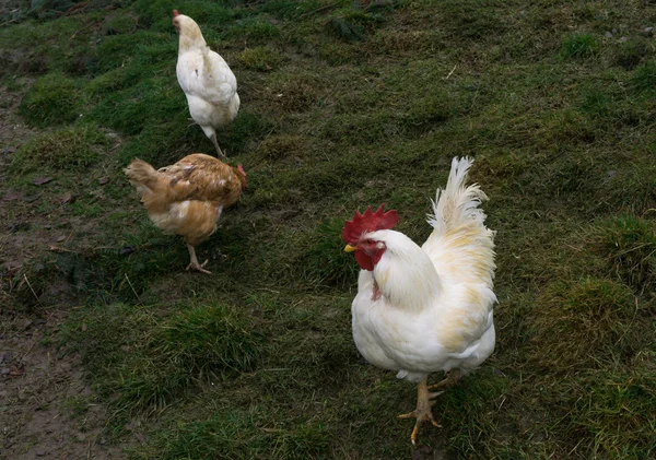 Курицы справедливой ферме бесплатно работает. петух — стоковое фото