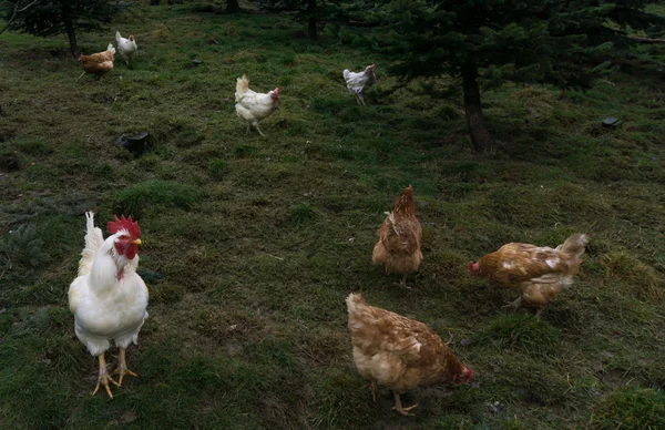 Gallinas justas granja libre funcionamiento. polla —  Fotos de Stock