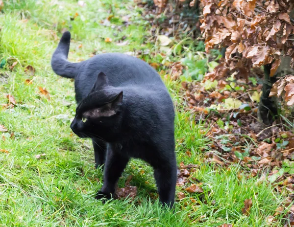 Chat noir animal domestique — Photo