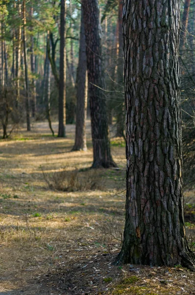 Bosque de pinos a principios de primavera — Foto de Stock