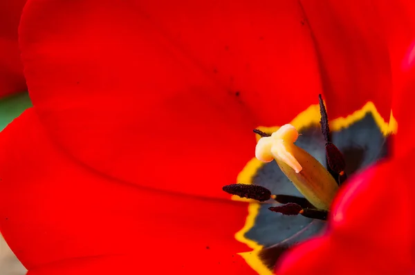 Szczegół tulipan tło — Zdjęcie stockowe