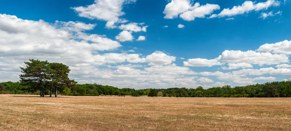 Panorama grande prado com pinheiros — Fotografia de Stock