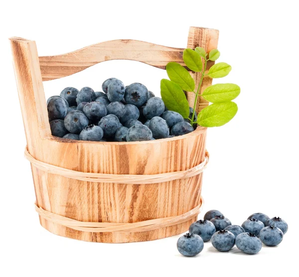 Blueberry isolated — Stock Photo, Image