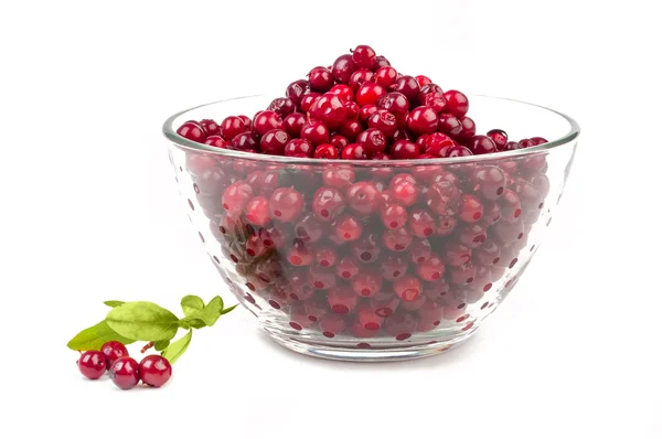 Preiselbeeren isoliert — Stockfoto