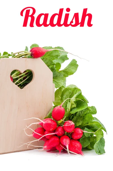 Radish isolated — Stock Photo, Image