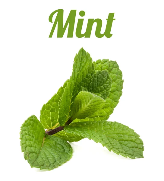 Mint isolerade — Stockfoto