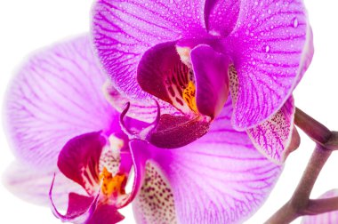 iki orkide çiçek