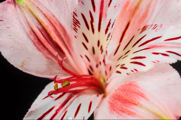 Lily bud makro — Stock fotografie