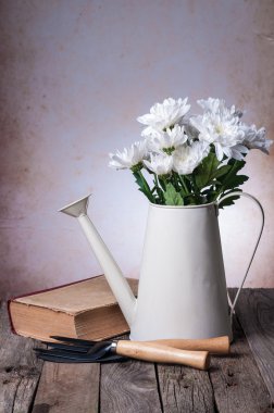 Krizantem sulama olabilir