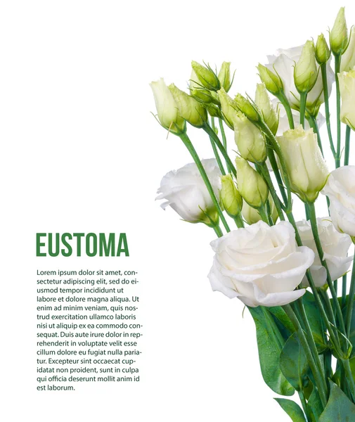 izole eustoma