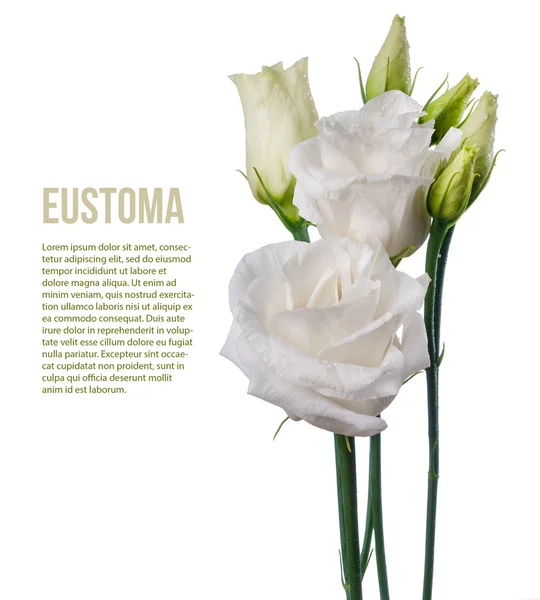 Eustoma isolado — Fotografia de Stock