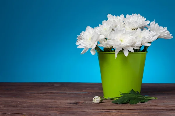 Vit krysantemum på blå bakgrund — Stockfoto