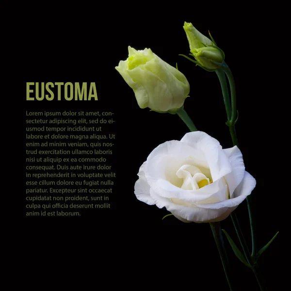 Eustoma, samostatný Royalty Free Stock Fotografie