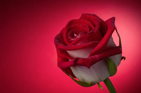 Бутон троянди на червоне — стокове фото