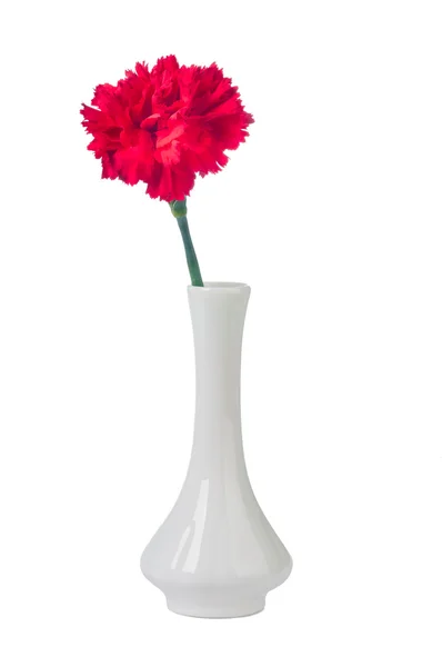 分離された花瓶にカーネーション — ストック写真