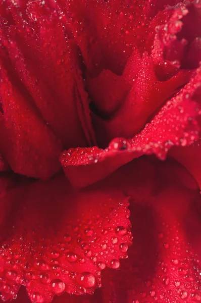 Carnation close-up — Stock Photo, Image