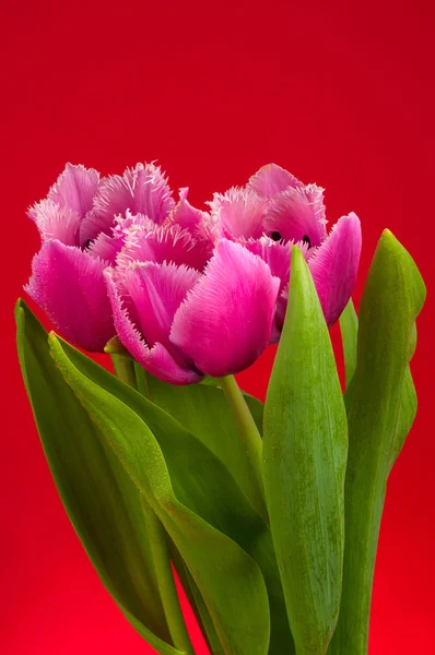 Tre tulipaner på rødt – stockfoto