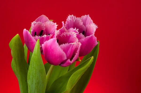 Три тюльпани на червоному — стокове фото