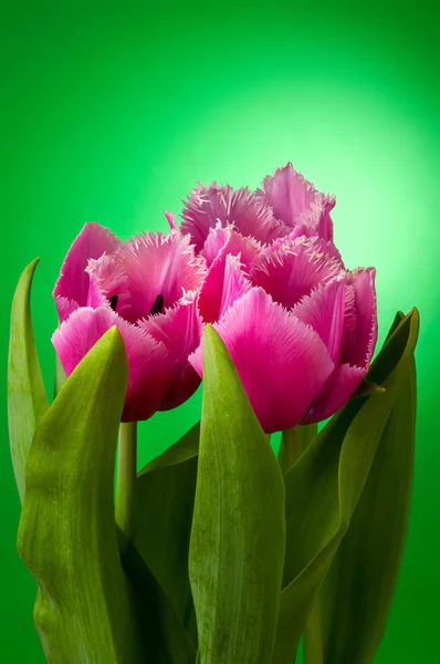 Drie tulpen op groen — Stockfoto