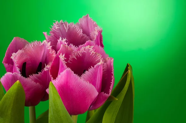 Drie tulpen op groen — Stockfoto