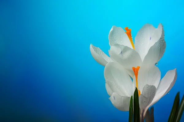 Crocus toppen op blauw — Stockfoto