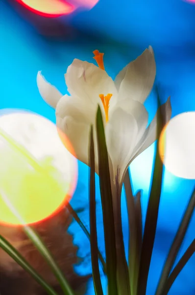 Crocus pupeny na modré — Stock fotografie