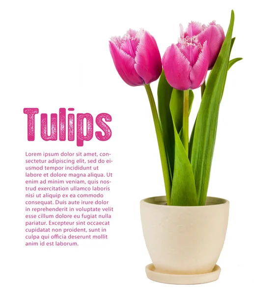 Tulipány v hrnci, samostatný Stock Fotografie