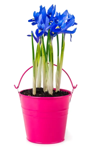 Iriser isolert – stockfoto
