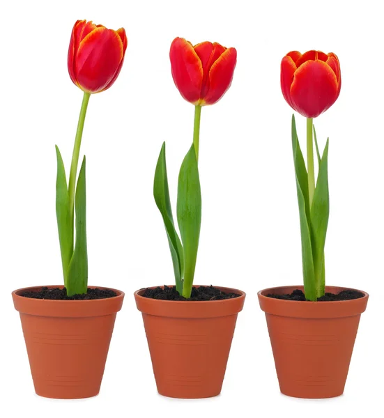 Tulpen geïsoleerd Rechtenvrije Stockfoto's