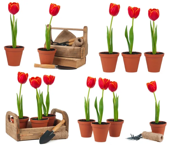 Tulpen in potten geïsoleerd Stockfoto